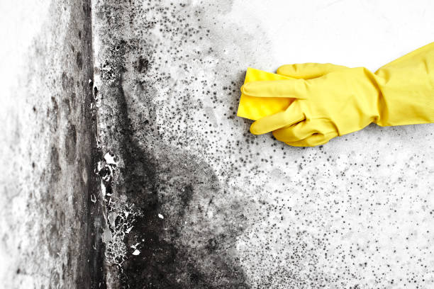 Best Mold Removal for HVAC Installations  in Bellevue, ID